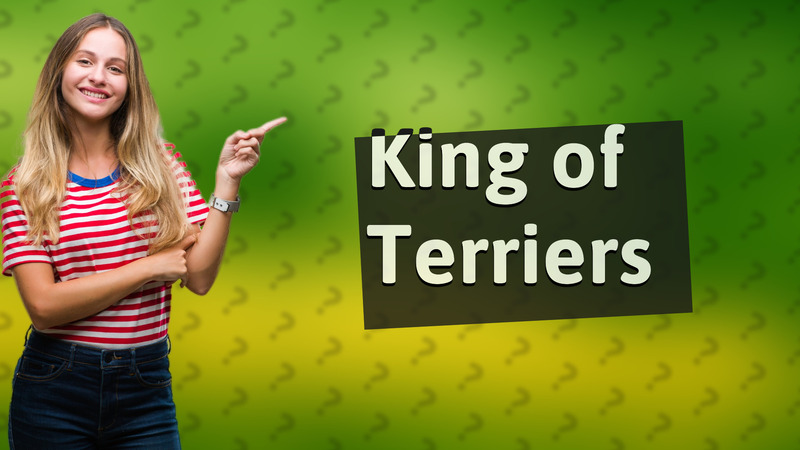 King of Terriers