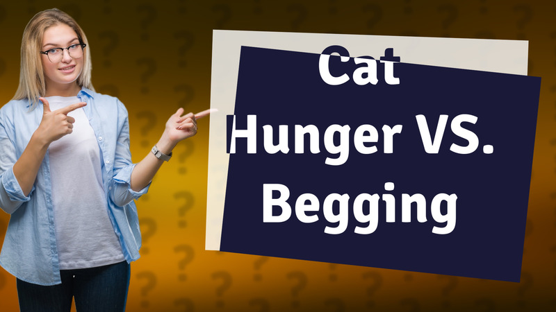 Cat Hunger VS. Begging