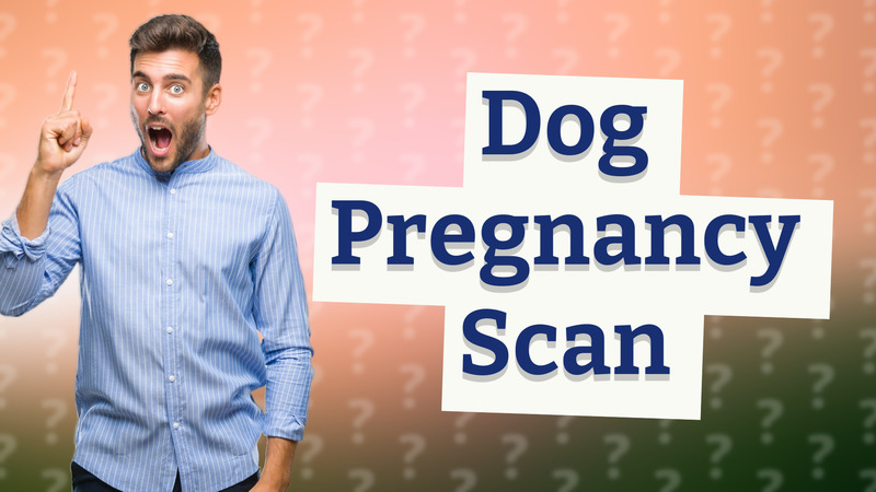 Dog Pregnancy Scan