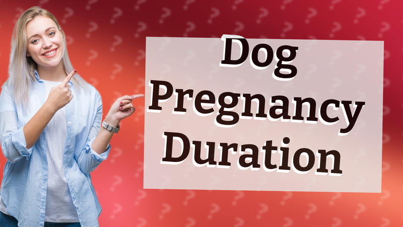 Dog Pregnancy Duration
