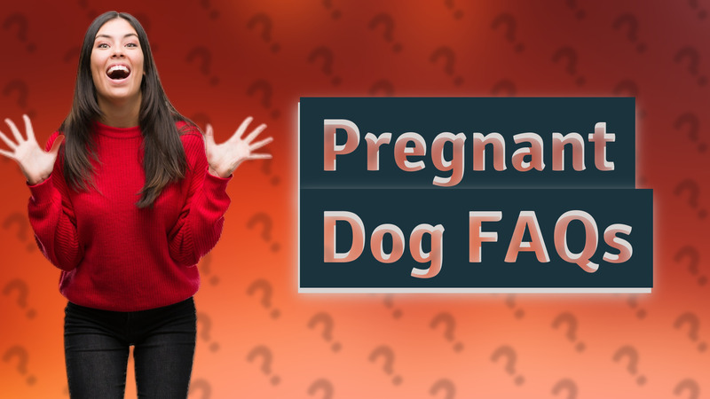 Pregnant Dog FAQs