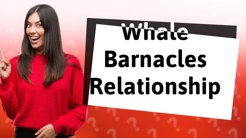 Whale Barnacles Relationship