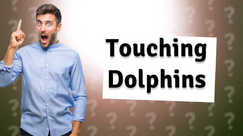 Touching Dolphins