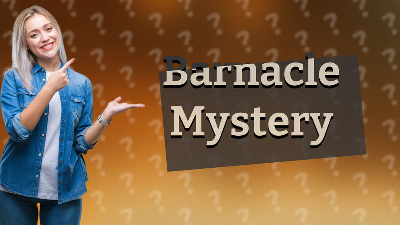 Barnacle Mystery
