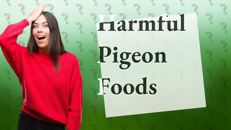 Harmful Pigeon Foods