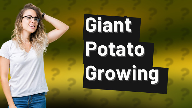 Giant Potato Growing