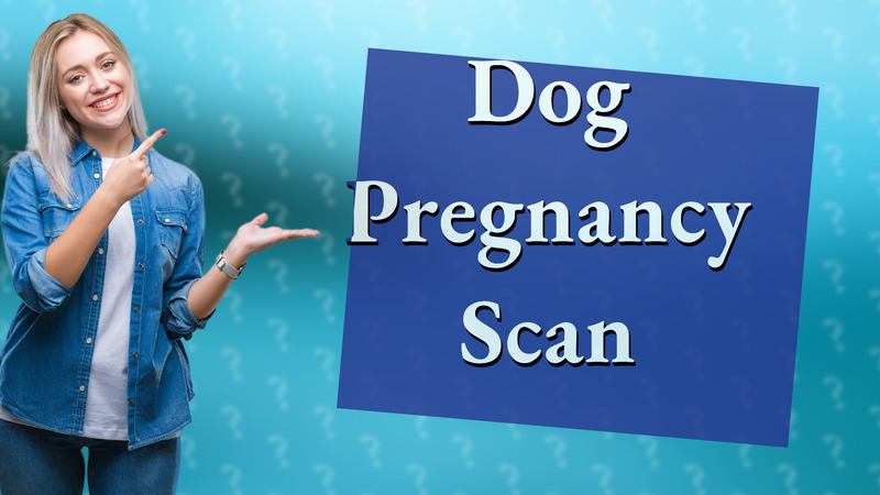 Dog Pregnancy Scan