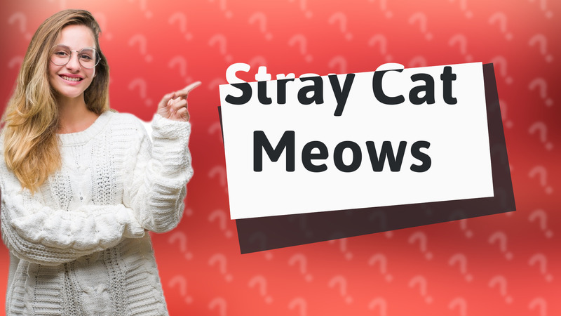 Stray Cat Meows