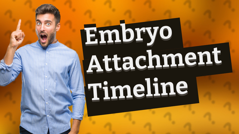 Embryo Attachment Timeline