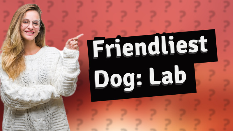 Friendliest Dog: Lab