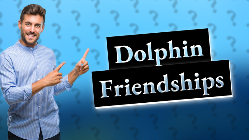 Dolphin Friendships