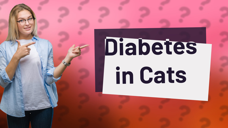 Diabetes in Cats