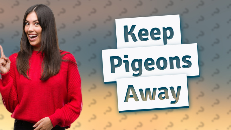 Keep Pigeons Away