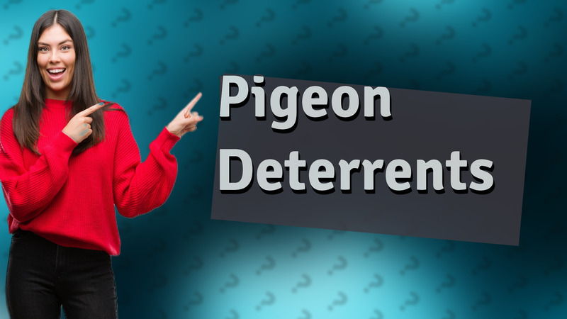 Pigeon Deterrents