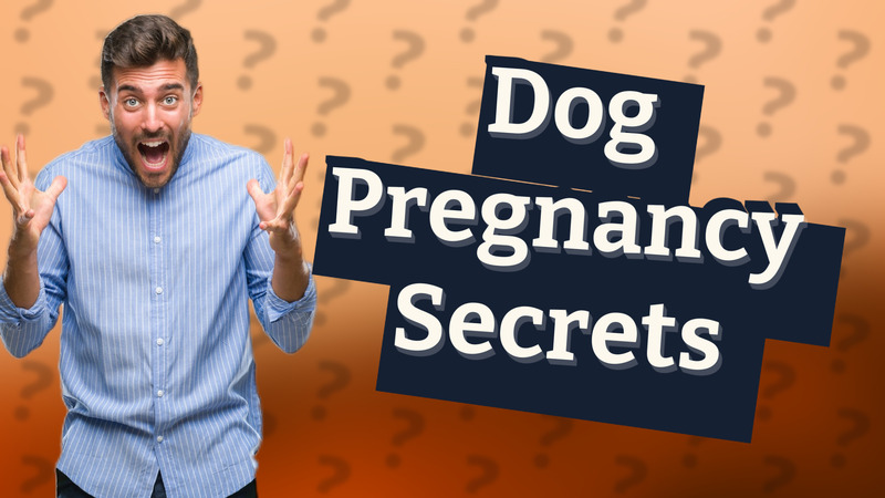 Dog Pregnancy Secrets
