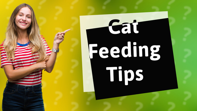Cat Feeding Tips