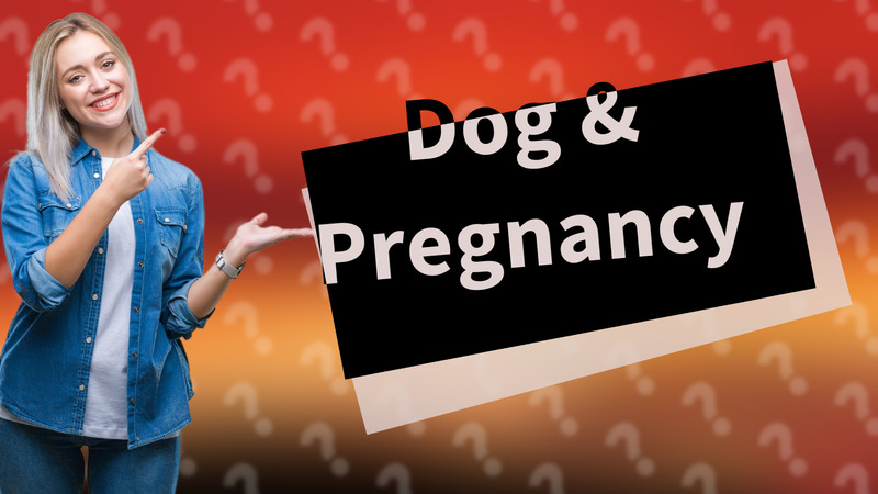 Dog & Pregnancy