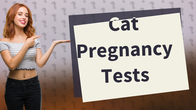 Cat Pregnancy Tests