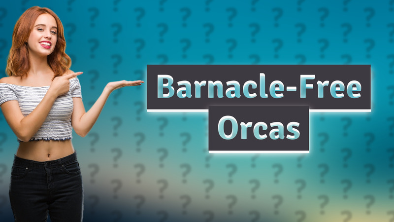 Barnacle-Free Orcas