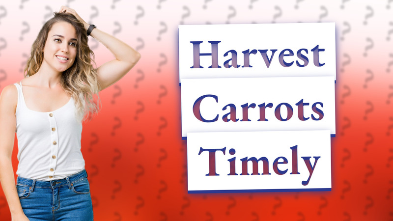 Harvest Carrots Timely