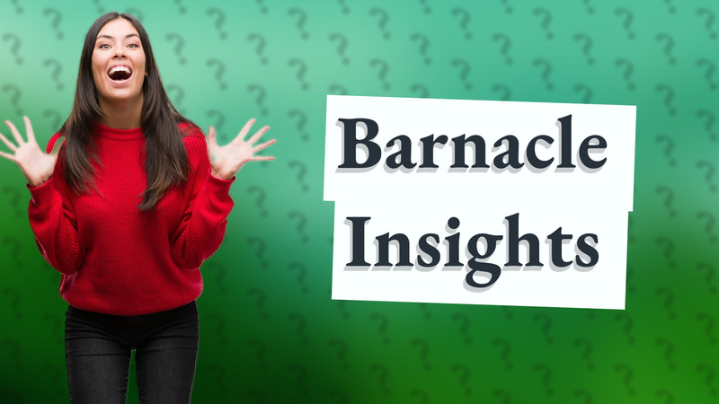 Barnacle Insights