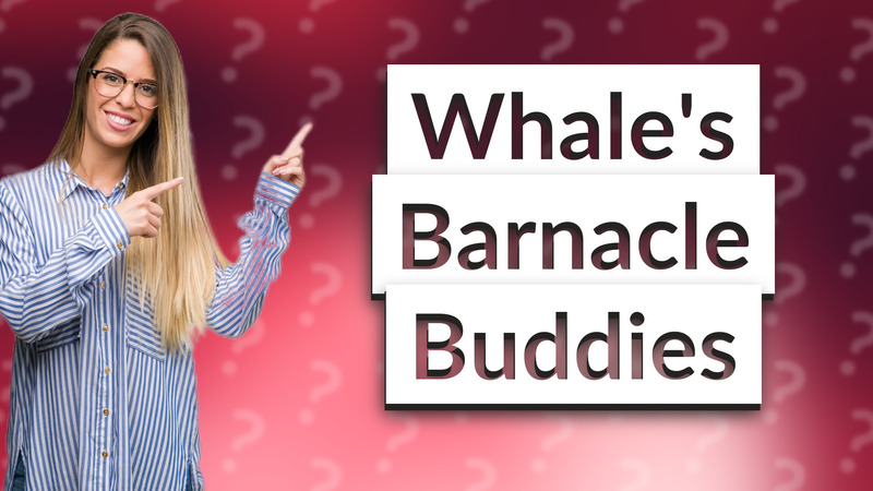 Whale's Barnacle Buddies
