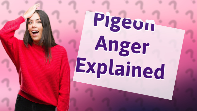 Pigeon Anger Explained