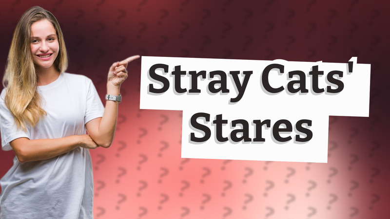 Stray Cats' Stares