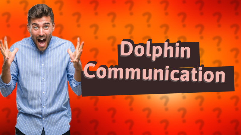 Dolphin Communication