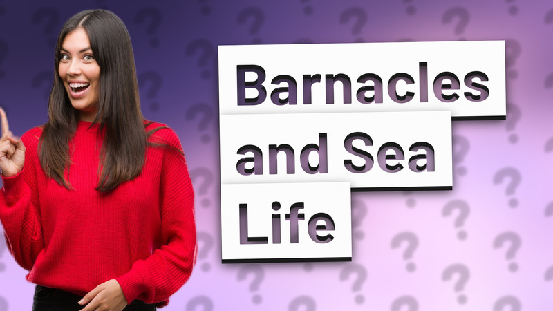 Barnacles and Sea Life