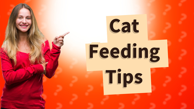Cat Feeding Tips