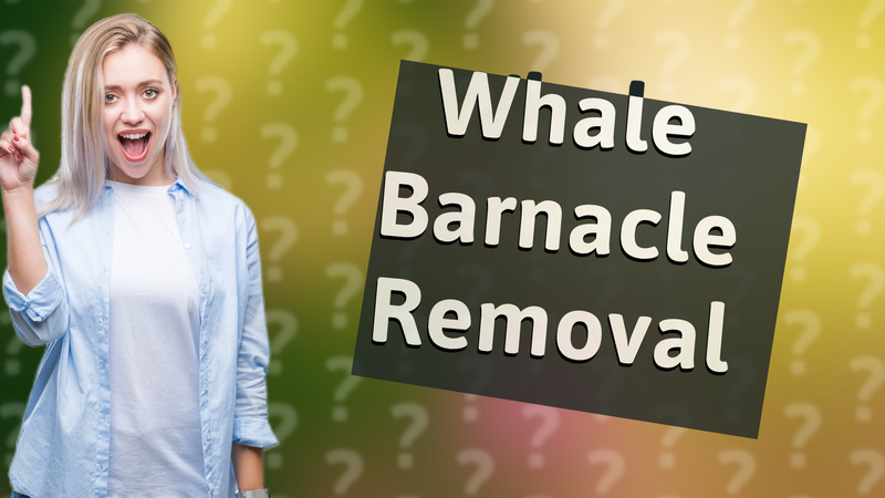 Whale Barnacle Removal