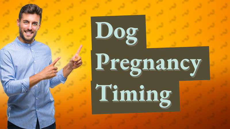 Dog Pregnancy Timing