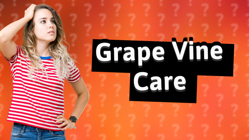 Grape Vine Care