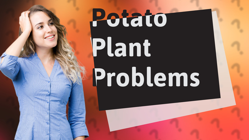 Potato Plant Problems