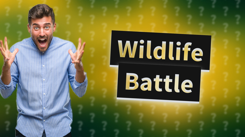 Wildlife Battle