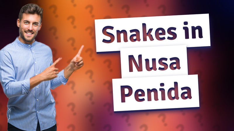 Snakes in Nusa Penida