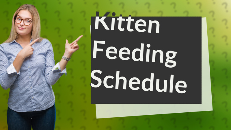 Kitten Feeding Schedule