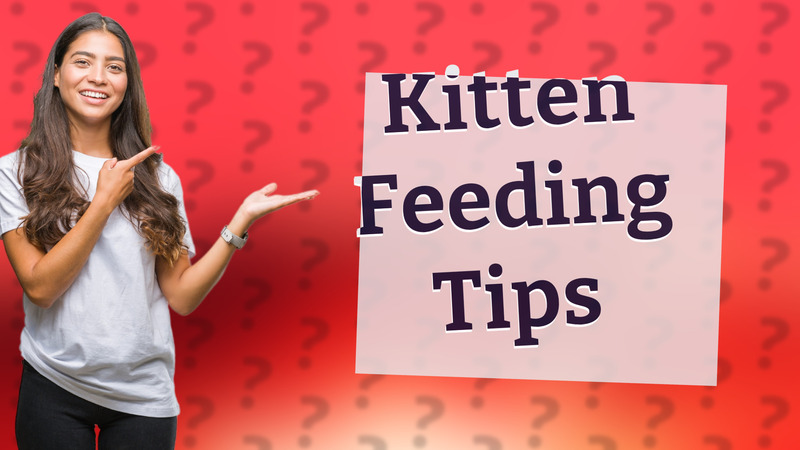 Kitten Feeding Tips