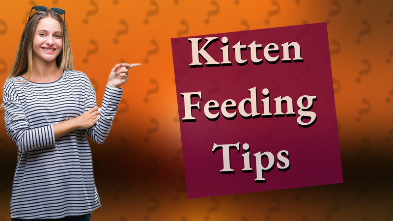 Kitten Feeding Tips