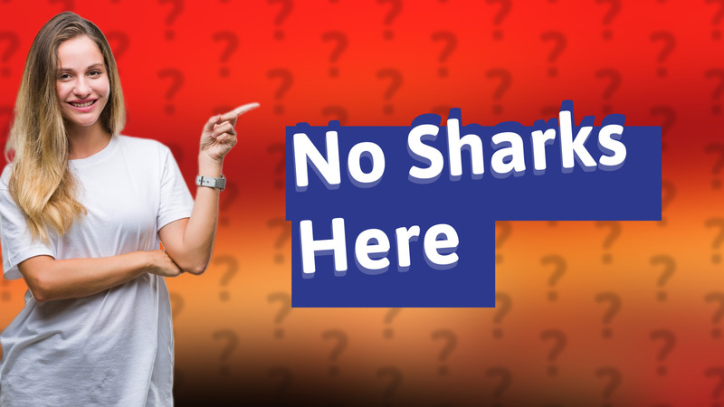 No Sharks Here