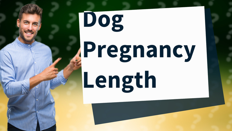 Dog Pregnancy Length
