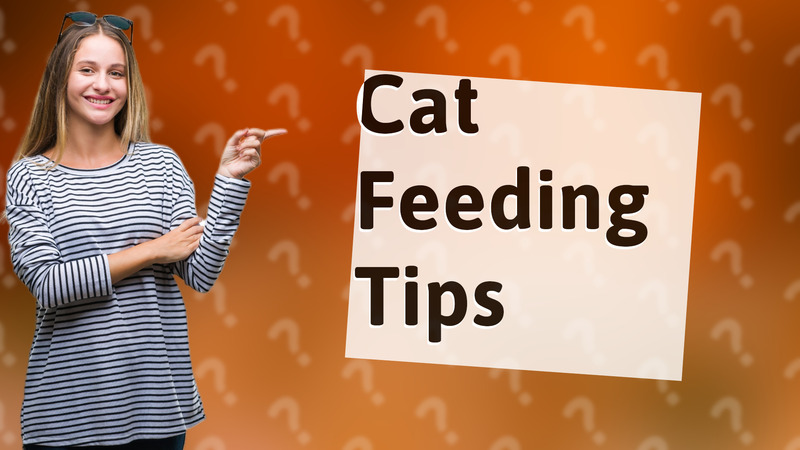 Cat Feeding Tips