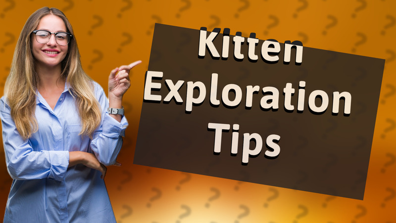 Kitten Exploration Tips