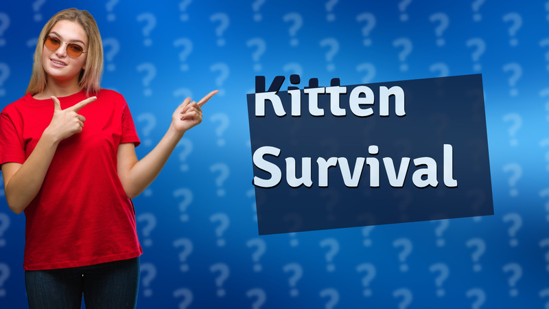 Kitten Survival