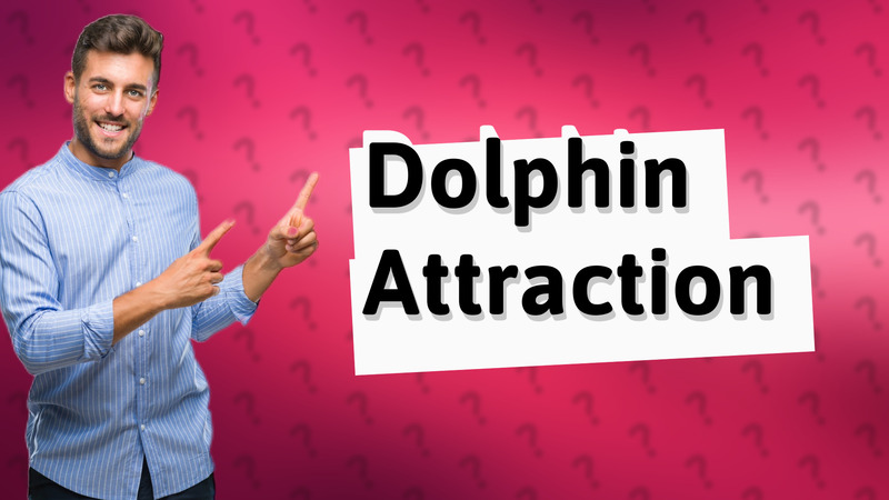 Dolphin Attraction