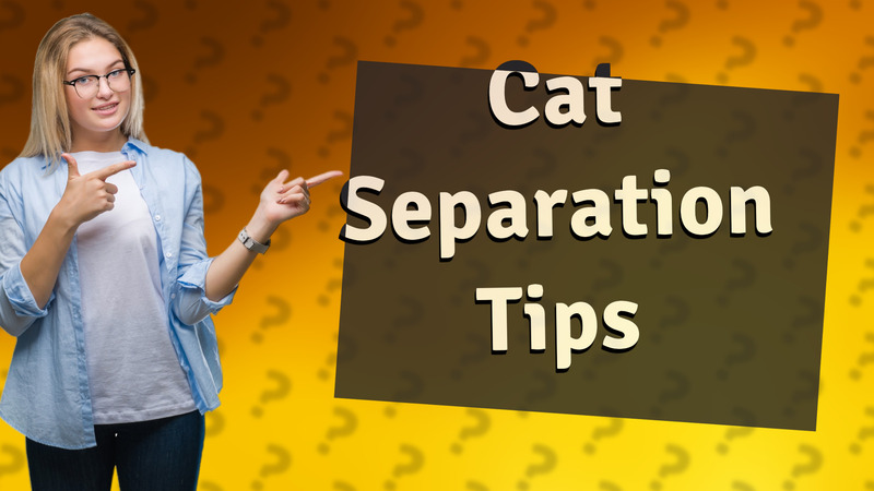Cat Separation Tips