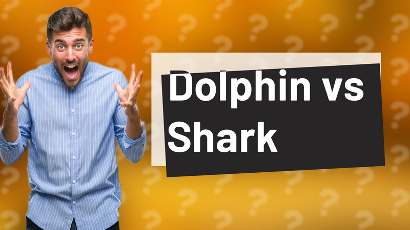 Dolphin vs Shark