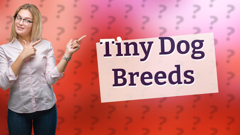 Tiny Dog Breeds