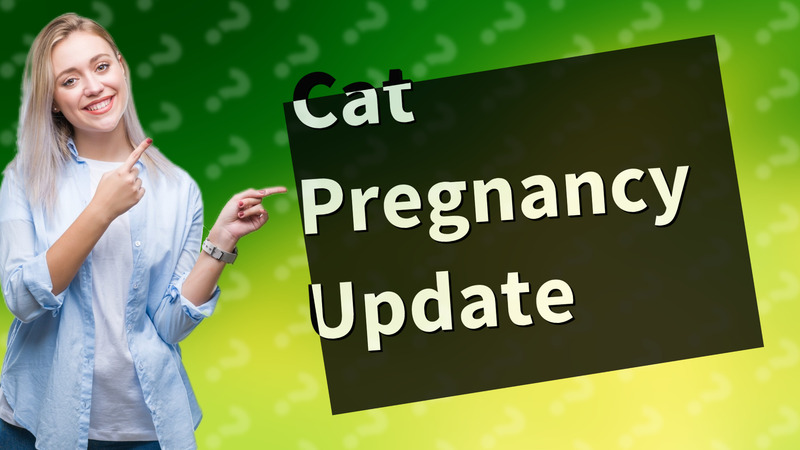Cat Pregnancy Update